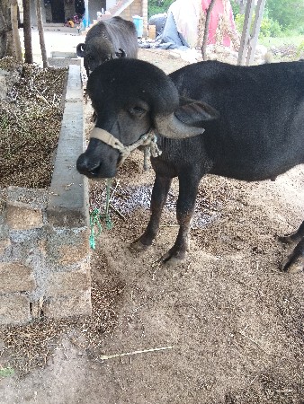 પાડો