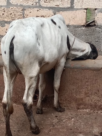 1 વર્ષ ની છે