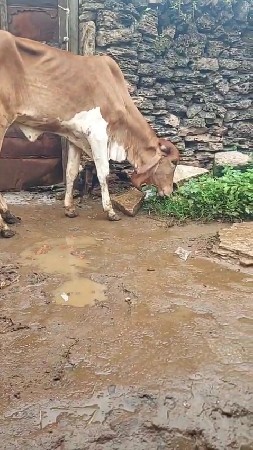 ગીર વાશડી છૅ