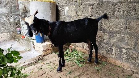 બકરી વેચવાની છે