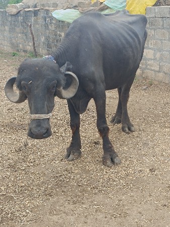 દેવભૂમિ દ્વારકા જિલ્લાના ખંભાળિયા
