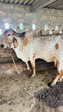 ગાય વેચવાની છે