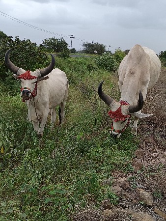 ગોઢલા