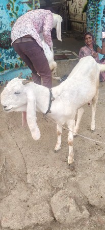 કોડીનાર