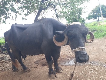 કિમત 65  હજાર