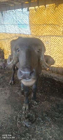 ખડેલિ