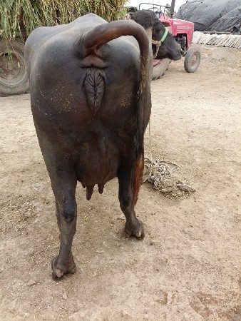 વેચવા ની છે