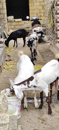 બધું એક સાથે 
સિંગલ નય