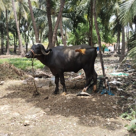 પાડી વેચવાની છે