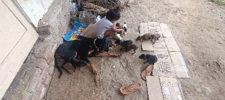 ડોબર મેન બચ્ચા