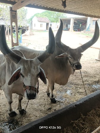બળદ વેચવાના છે