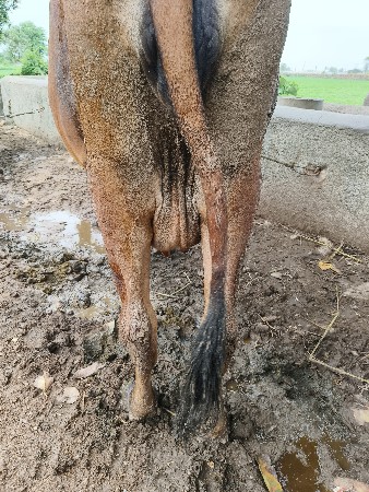 ગાય વેચવાની છે