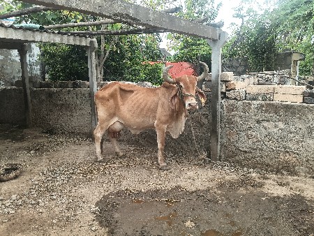 ગાય