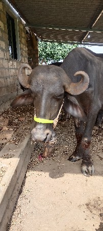 ખડેલી વેચવાની છે