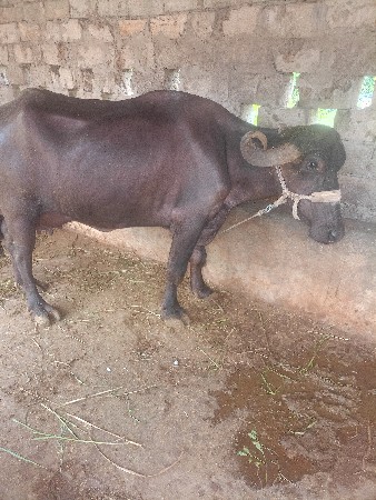 ભેંસ વેચવાની છે