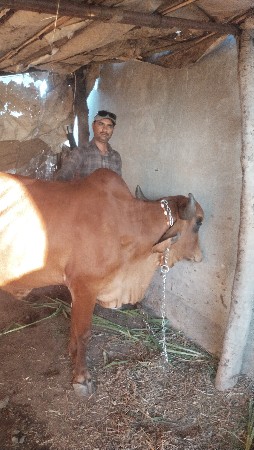 gay vech vani chhe