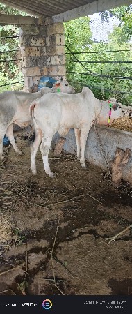 વેચવાના છે 15મયનાના. છે