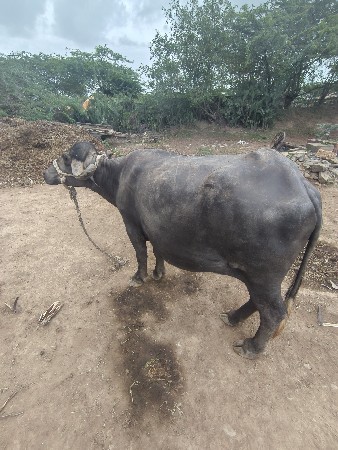 ભેંસો વેચવા ની છે
