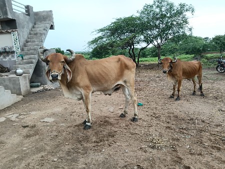 વેચવા ના છે