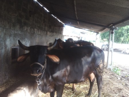 ગીર ગ ક્રોસ વેચવાની છે