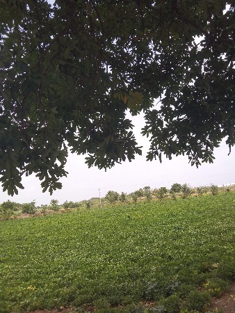 માંડવી,6,વિધા, ગિરનાર 4