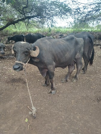 ખળેલી