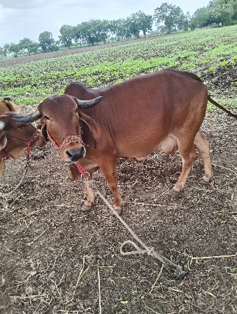 ગીર ગાય વેચવા ની છે