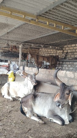બળદ વેચવાના છે