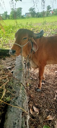 vechavani se
