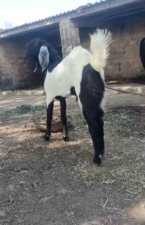 બકરો વેસવા નો હે