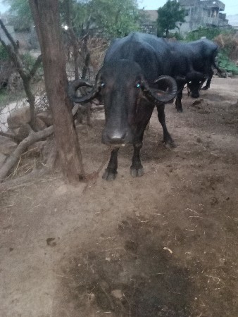 ખળેલી વેચવા ની છે