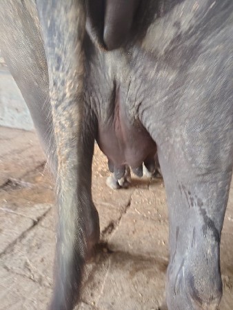 ખડેલી વેચવાની છે