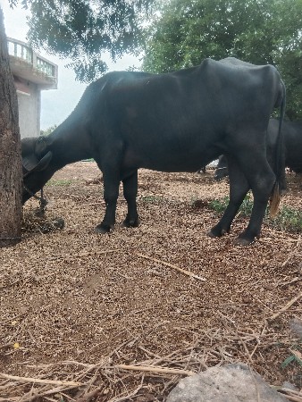 ખંખેરી પેલાવેતરની