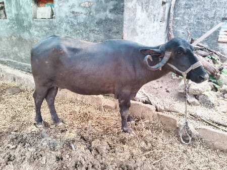 આ બે ભેંસ વેચવાની છે