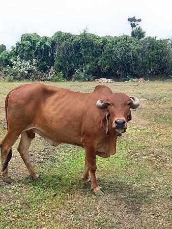 ત્રીજું વેતર
