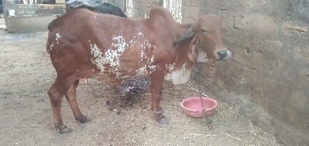 ગાય વેસવાનિ છે