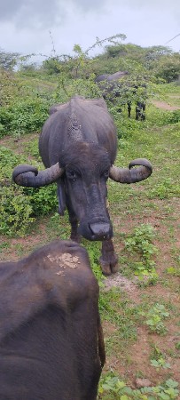 2 ભેંસો વેસવાની છે