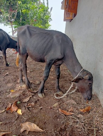 પાડી વેચવાની છે