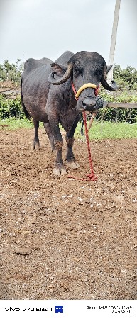 ટોપલી પાડીવેચવાની છે