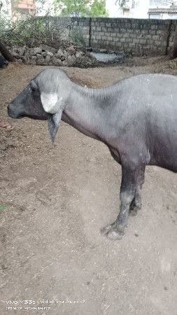 આ જાફરાબાદ ખડેલી વેચવાની છે