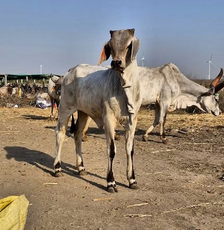 કાંકરેજ વાછડી જોઈએ છે
