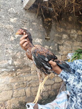 અસીલ ના પઠા