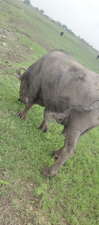 ૩વેતરની છે