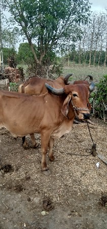 બળદ વેશવા નો સે