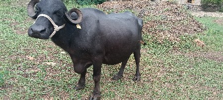 ભેંસ વેચવાની છે