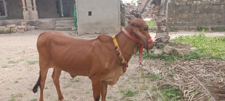 મેખડી માંગરોળ તાલુકો જૂનાગઢ જીલ્લો