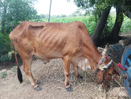 બળદ વેચવાના છે