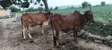 ઘોધલા વેશવાના ચે