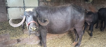 આ ભેંસ વેચવાની છે