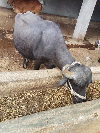 bhes vechvani che
